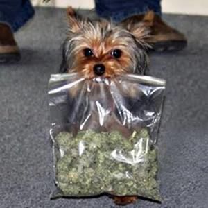 Meet your Posher, Dixie